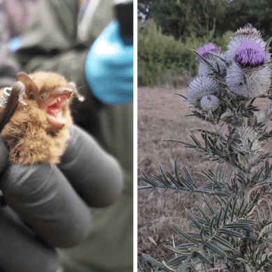 My summer placement: bats, cuttlefish and BNG
