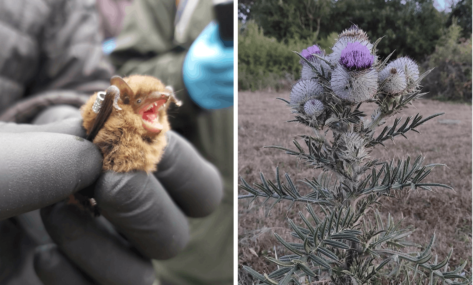 My summer placement: bats, cuttlefish and BNG